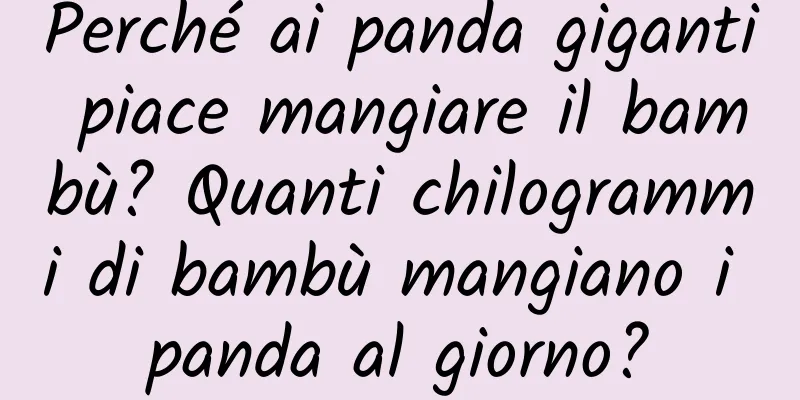 Perché ai panda giganti piace mangiare il bambù? Quanti chilogrammi di bambù mangiano i panda al giorno?