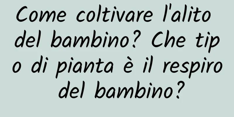 Come coltivare l'alito del bambino? Che tipo di pianta è il respiro del bambino?