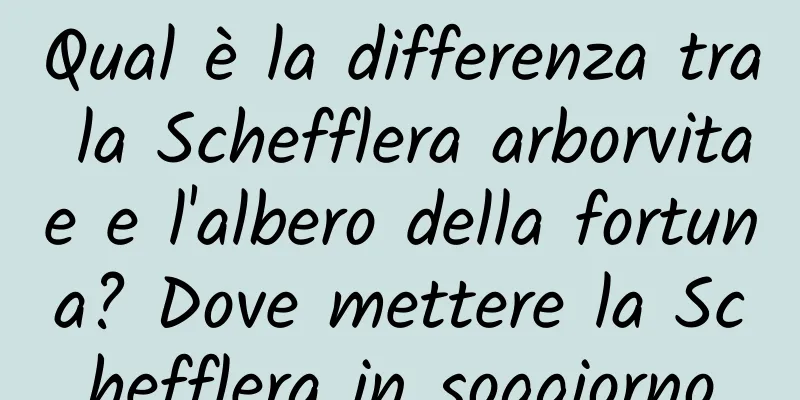 Qual è la differenza tra la Schefflera arborvitae e l'albero della fortuna? Dove mettere la Schefflera in soggiorno