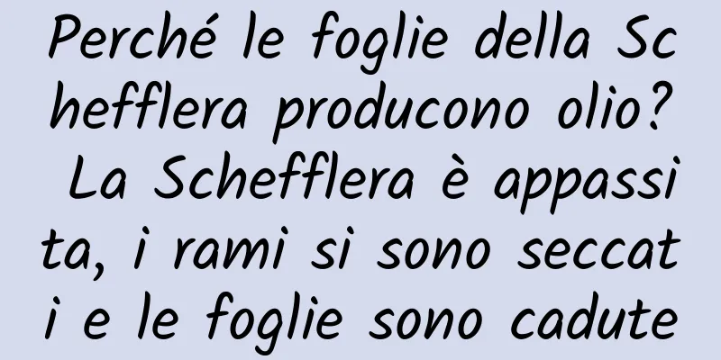 Perché le foglie della Schefflera producono olio? La Schefflera è appassita, i rami si sono seccati e le foglie sono cadute