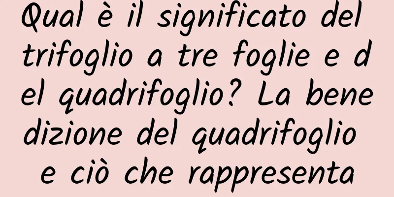 Qual è il significato del trifoglio a tre foglie e del quadrifoglio? La benedizione del quadrifoglio e ciò che rappresenta