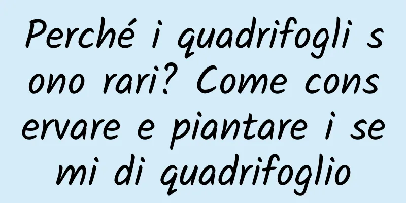 Perché i quadrifogli sono rari? Come conservare e piantare i semi di quadrifoglio
