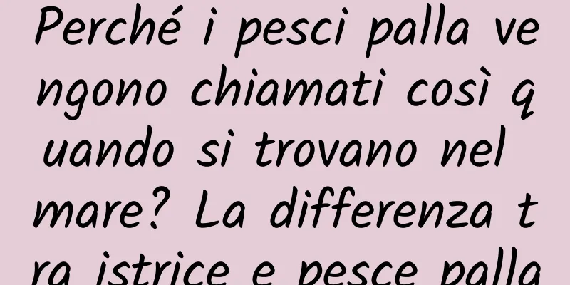 Perché i pesci palla vengono chiamati così quando si trovano nel mare? La differenza tra istrice e pesce palla