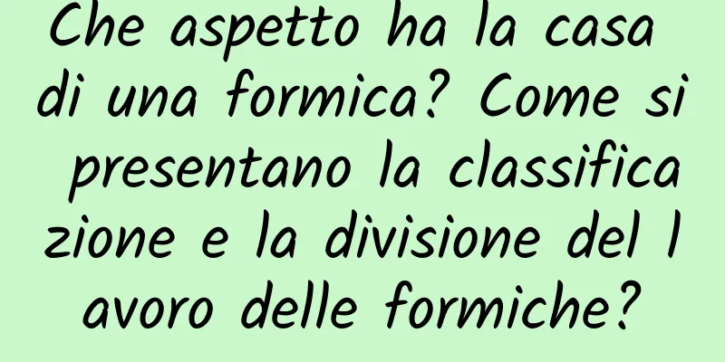 Che aspetto ha la casa di una formica? Come si presentano la classificazione e la divisione del lavoro delle formiche?