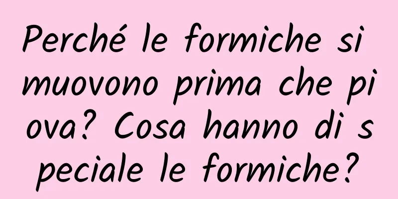 Perché le formiche si muovono prima che piova? Cosa hanno di speciale le formiche?