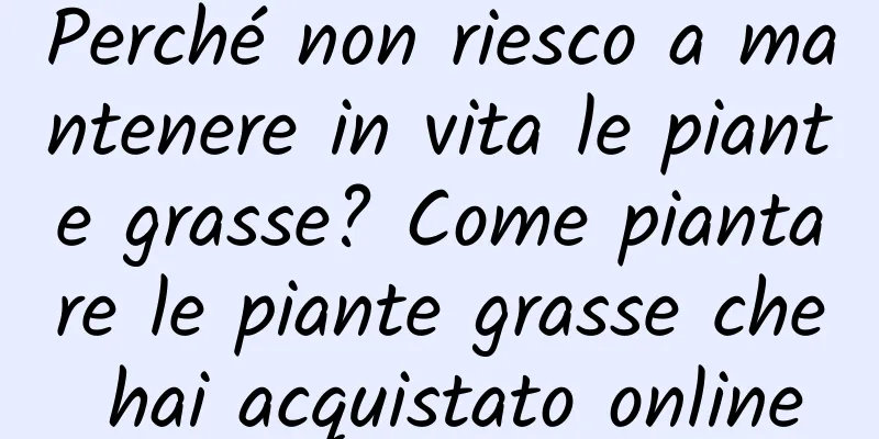 Perché non riesco a mantenere in vita le piante grasse? Come piantare le piante grasse che hai acquistato online