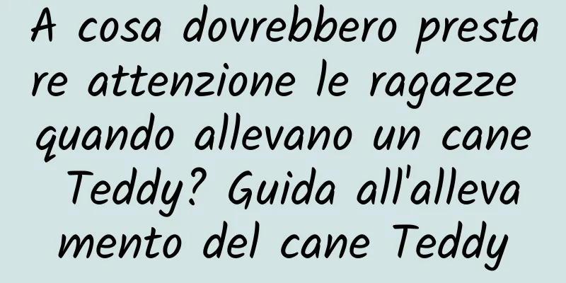 A cosa dovrebbero prestare attenzione le ragazze quando allevano un cane Teddy? Guida all'allevamento del cane Teddy
