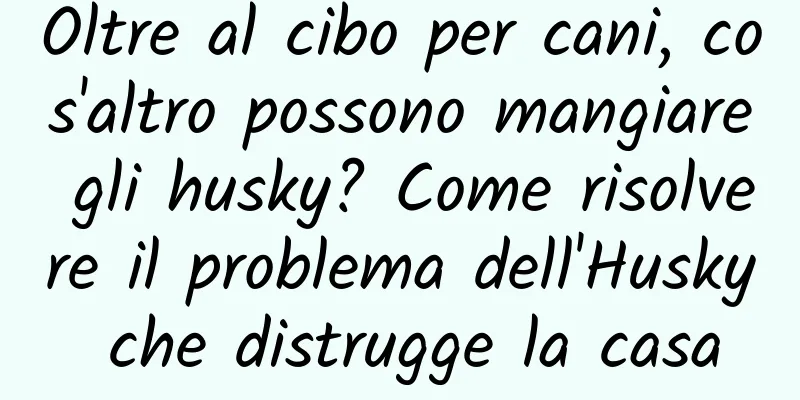 Oltre al cibo per cani, cos'altro possono mangiare gli husky? Come risolvere il problema dell'Husky che distrugge la casa