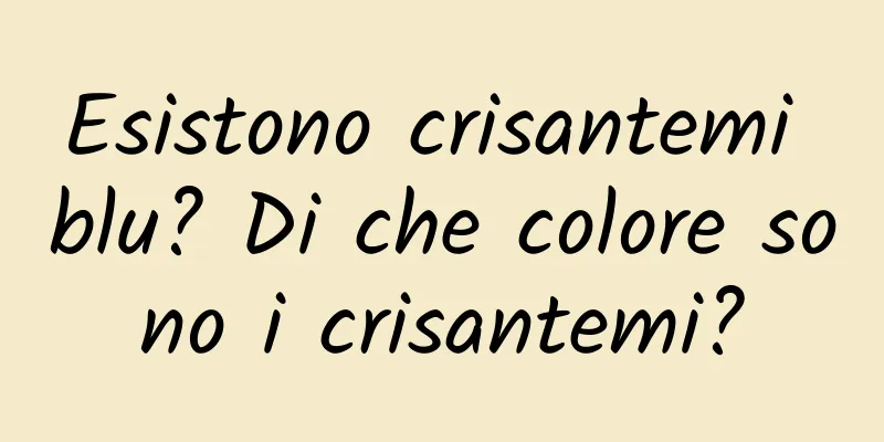 Esistono crisantemi blu? Di che colore sono i crisantemi?