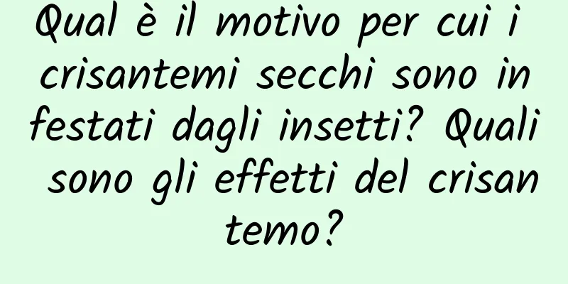 Qual è il motivo per cui i crisantemi secchi sono infestati dagli insetti? Quali sono gli effetti del crisantemo?