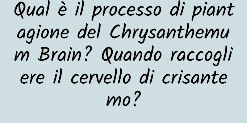 Qual è il processo di piantagione del Chrysanthemum Brain? Quando raccogliere il cervello di crisantemo?