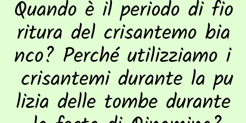 Quando è il periodo di fioritura del crisantemo bianco? Perché utilizziamo i crisantemi durante la pulizia delle tombe durante la festa di Qingming?