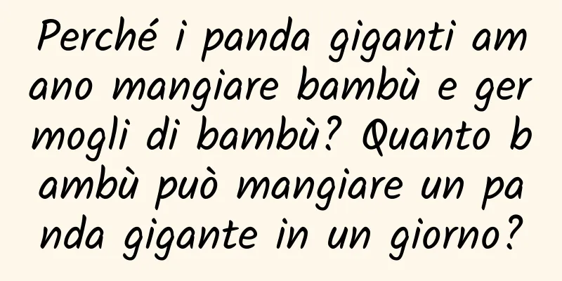 Perché i panda giganti amano mangiare bambù e germogli di bambù? Quanto bambù può mangiare un panda gigante in un giorno?