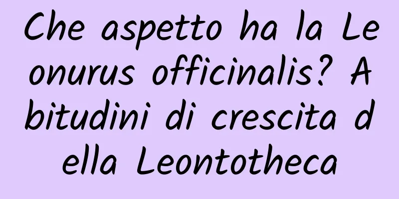 Che aspetto ha la Leonurus officinalis? Abitudini di crescita della Leontotheca