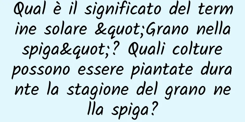 Qual è il significato del termine solare "Grano nella spiga"? Quali colture possono essere piantate durante la stagione del grano nella spiga?
