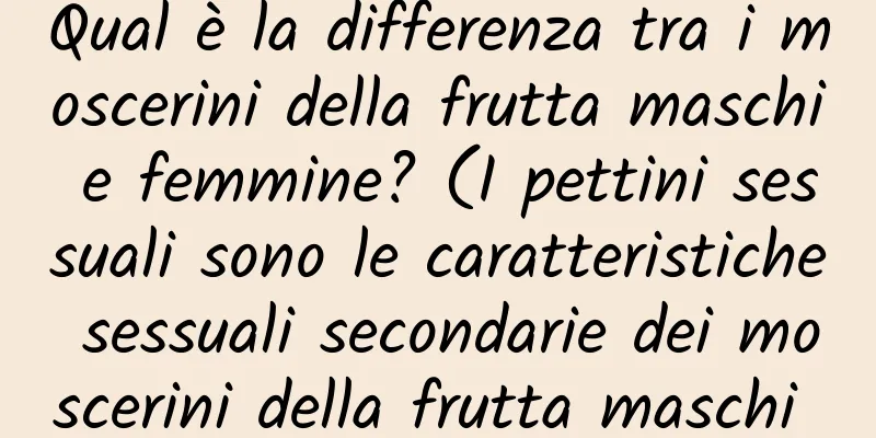 Qual è la differenza tra i moscerini della frutta maschi e femmine? (I pettini sessuali sono le caratteristiche sessuali secondarie dei moscerini della frutta maschi e sono diversi nell'aspetto)