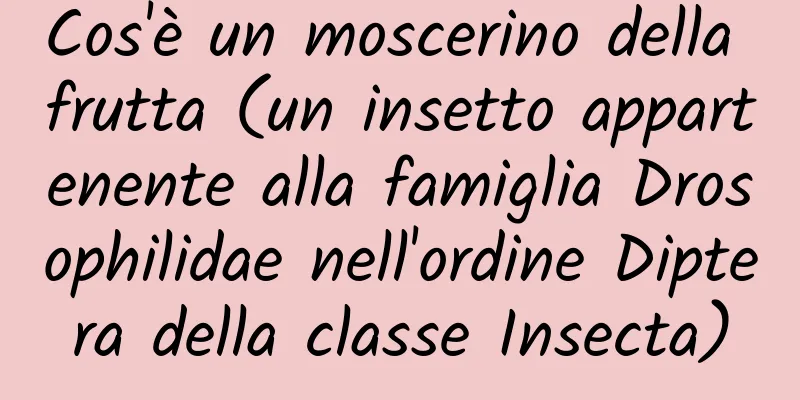 Cos'è un moscerino della frutta (un insetto appartenente alla famiglia Drosophilidae nell'ordine Diptera della classe Insecta)