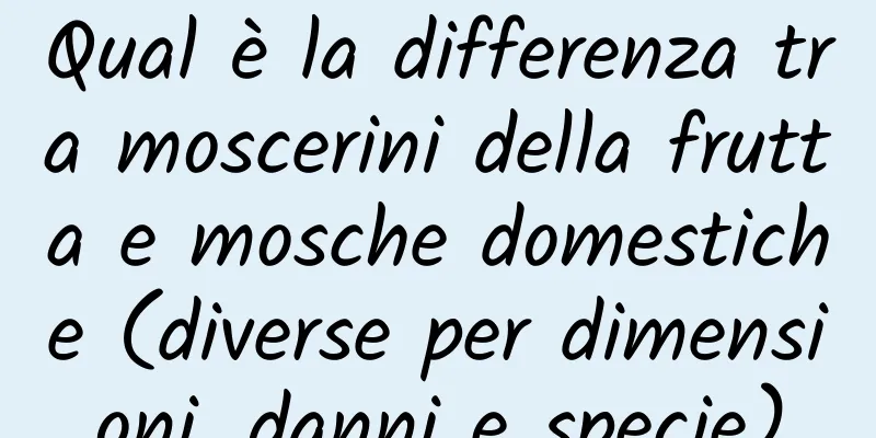 Qual è la differenza tra moscerini della frutta e mosche domestiche (diverse per dimensioni, danni e specie)