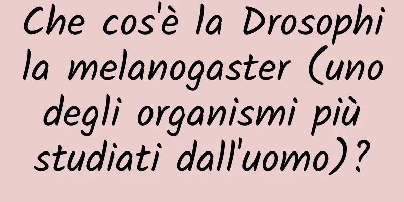 Che cos'è la Drosophila melanogaster (uno degli organismi più studiati dall'uomo)?