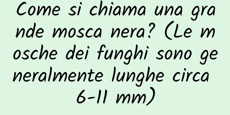 Come si chiama una grande mosca nera? (Le mosche dei funghi sono generalmente lunghe circa 6-11 mm)