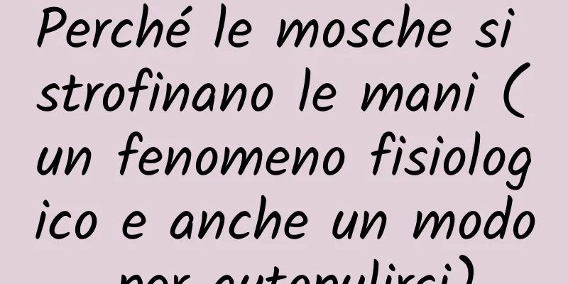 Perché le mosche si strofinano le mani (un fenomeno fisiologico e anche un modo per autopulirsi)
