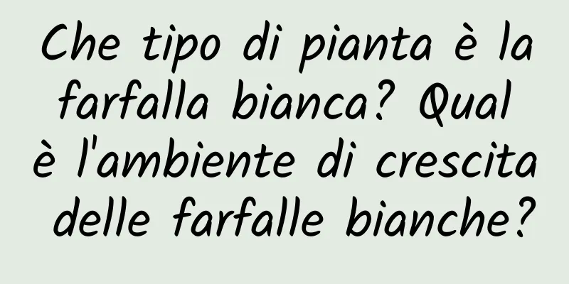 Che tipo di pianta è la farfalla bianca? Qual è l'ambiente di crescita delle farfalle bianche?