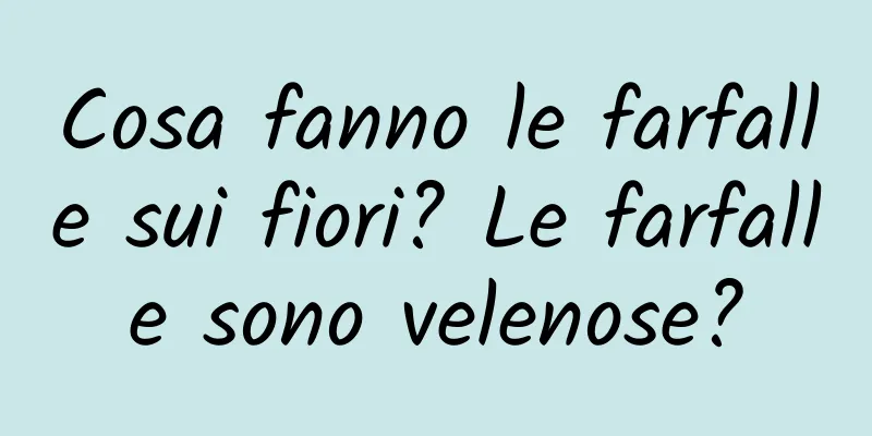 Cosa fanno le farfalle sui fiori? Le farfalle sono velenose?