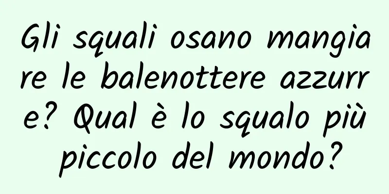 Gli squali osano mangiare le balenottere azzurre? Qual è lo squalo più piccolo del mondo?