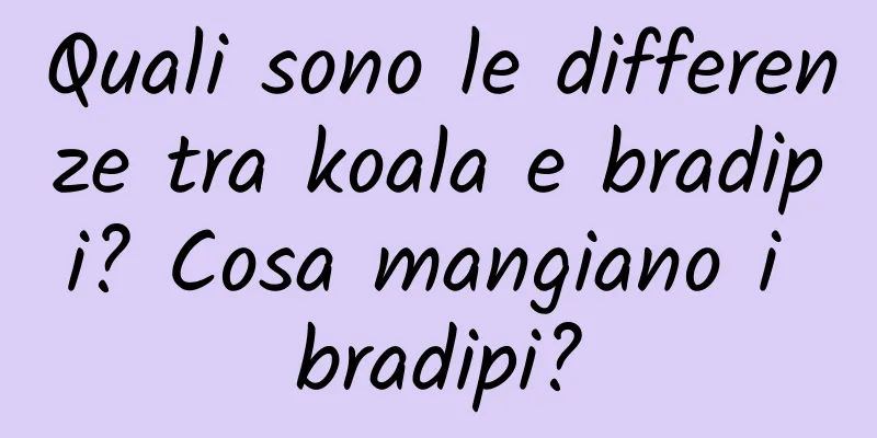 Quali sono le differenze tra koala e bradipi? Cosa mangiano i bradipi?