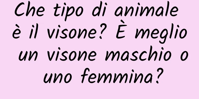 Che tipo di animale è il visone? È meglio un visone maschio o uno femmina?