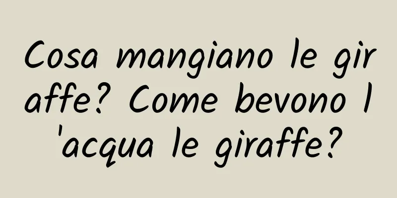 Cosa mangiano le giraffe? Come bevono l'acqua le giraffe?