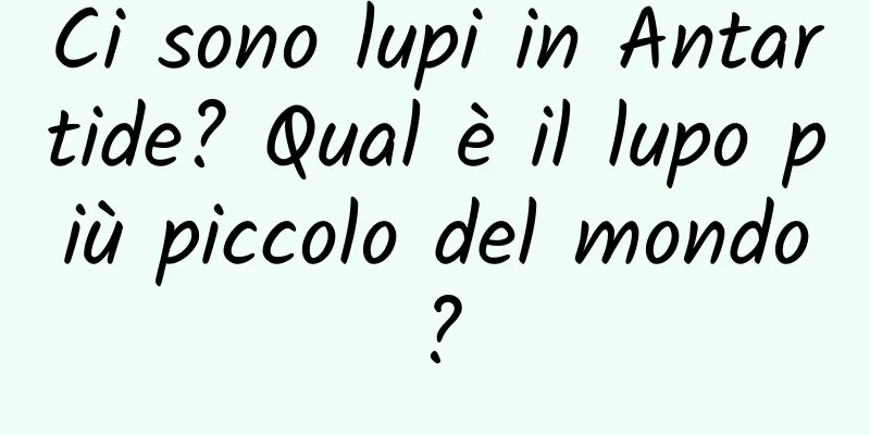 Ci sono lupi in Antartide? Qual è il lupo più piccolo del mondo?