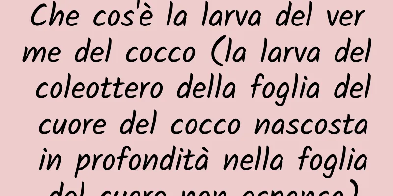 Che cos'è la larva del verme del cocco (la larva del coleottero della foglia del cuore del cocco nascosta in profondità nella foglia del cuore non espansa)