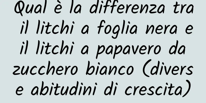 Qual è la differenza tra il litchi a foglia nera e il litchi a papavero da zucchero bianco (diverse abitudini di crescita)
