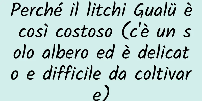 Perché il litchi Gualü è così costoso (c'è un solo albero ed è delicato e difficile da coltivare)