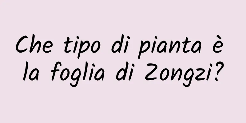 Che tipo di pianta è la foglia di Zongzi?