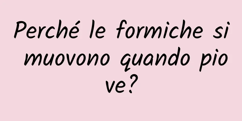 Perché le formiche si muovono quando piove?