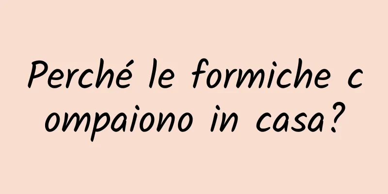 Perché le formiche compaiono in casa?