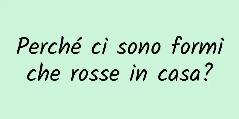 Perché ci sono formiche rosse in casa?