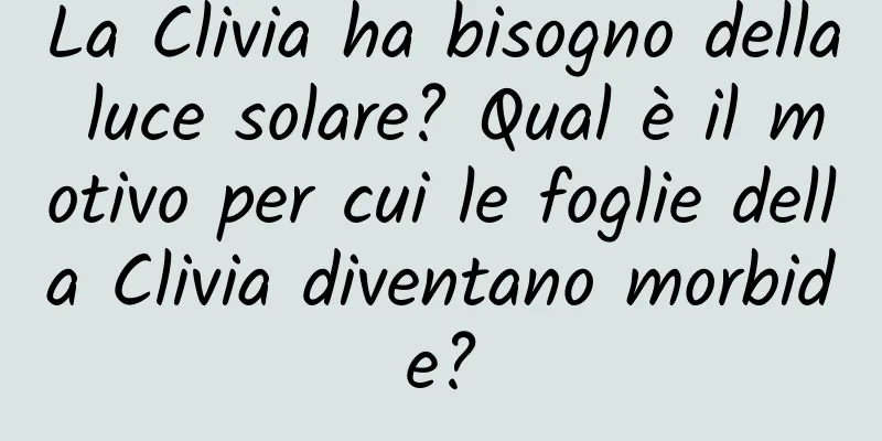 La Clivia ha bisogno della luce solare? Qual è il motivo per cui le foglie della Clivia diventano morbide?
