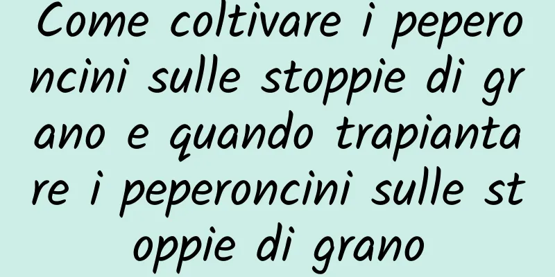 Come coltivare i peperoncini sulle stoppie di grano e quando trapiantare i peperoncini sulle stoppie di grano