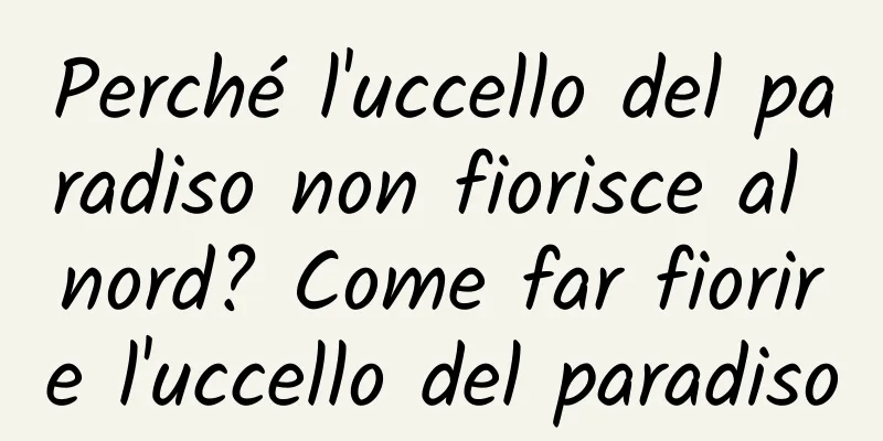 Perché l'uccello del paradiso non fiorisce al nord? Come far fiorire l'uccello del paradiso