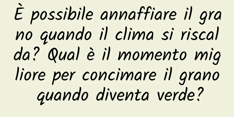 È possibile annaffiare il grano quando il clima si riscalda? Qual è il momento migliore per concimare il grano quando diventa verde?
