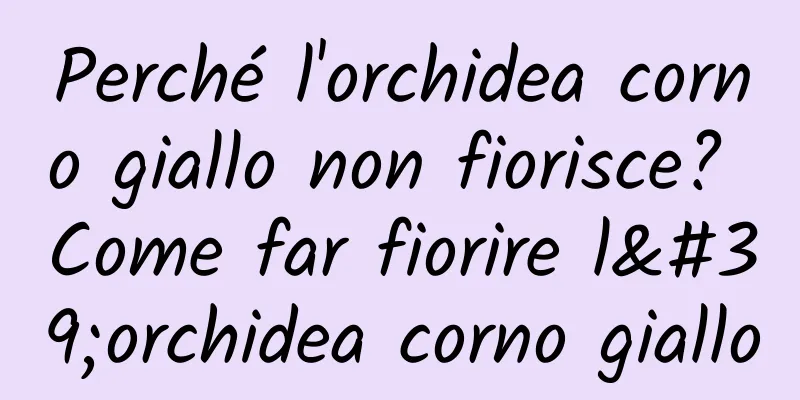Perché l'orchidea corno giallo non fiorisce? Come far fiorire l'orchidea corno giallo