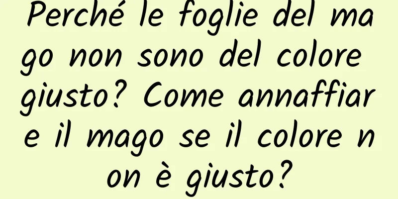 Perché le foglie del mago non sono del colore giusto? Come annaffiare il mago se il colore non è giusto?