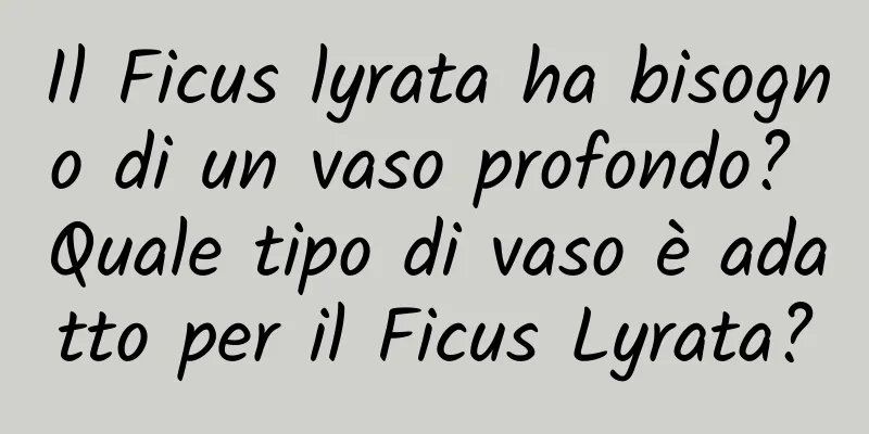 Il Ficus lyrata ha bisogno di un vaso profondo? Quale tipo di vaso è adatto per il Ficus Lyrata?