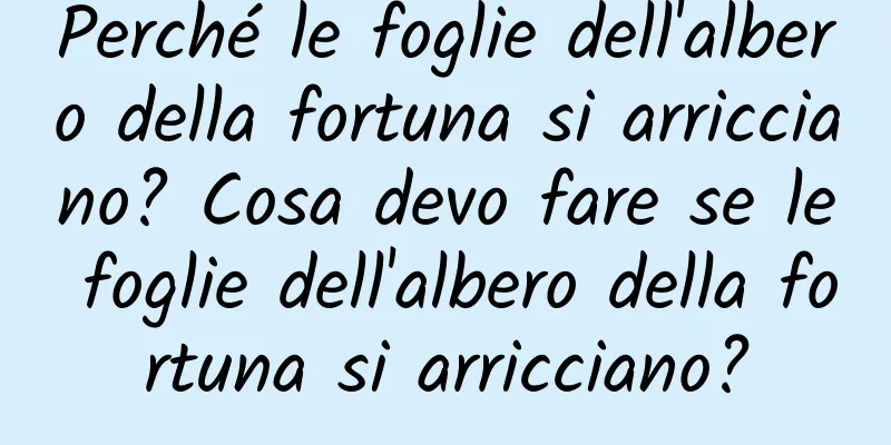 Perché le foglie dell'albero della fortuna si arricciano? Cosa devo fare se le foglie dell'albero della fortuna si arricciano?