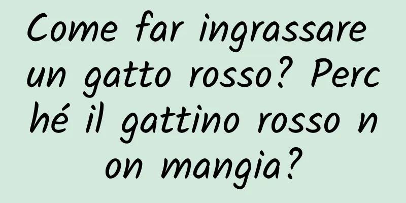 Come far ingrassare un gatto rosso? Perché il gattino rosso non mangia?