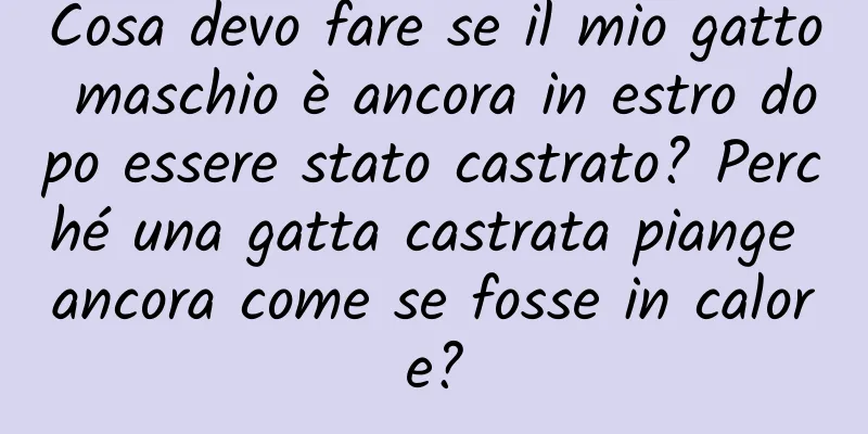 Cosa devo fare se il mio gatto maschio è ancora in estro dopo essere stato castrato? Perché una gatta castrata piange ancora come se fosse in calore?