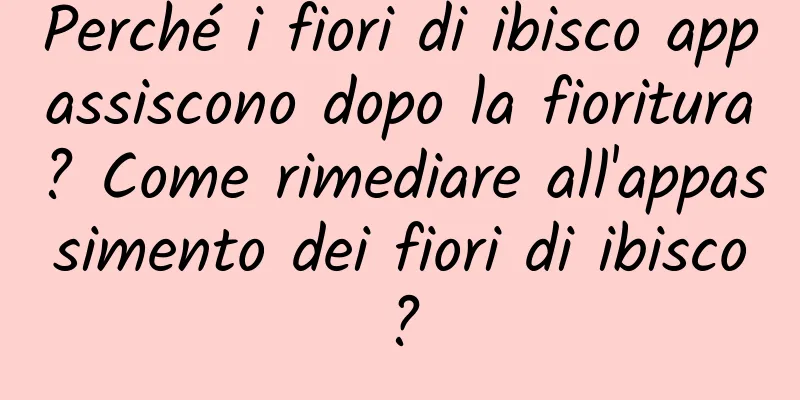 Perché i fiori di ibisco appassiscono dopo la fioritura? Come rimediare all'appassimento dei fiori di ibisco?